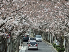♪桜のトンネル~逗子