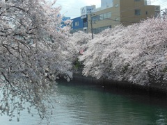 ♪大岡川の桜♪