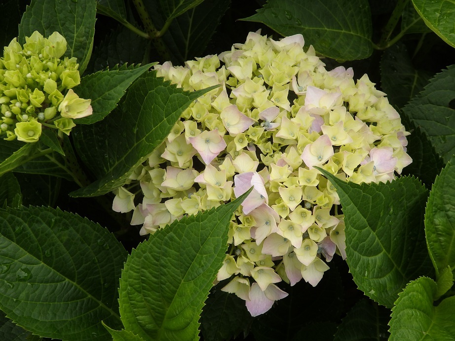 ♪浜松の紫陽花＾＾