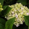 ♪浜松の紫陽花＾＾