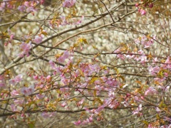 ♪河津桜と白梅～逗子
