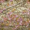 ♪河津桜と白梅～逗子