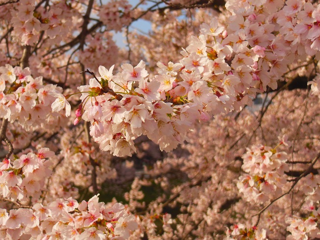 桜と再会♫　富山