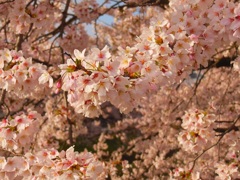 桜と再会♫　富山