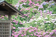 ★水車小屋の裏山は紫陽花山？？★