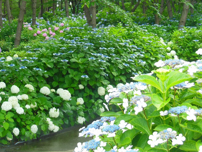 ♪八景島の紫陽花