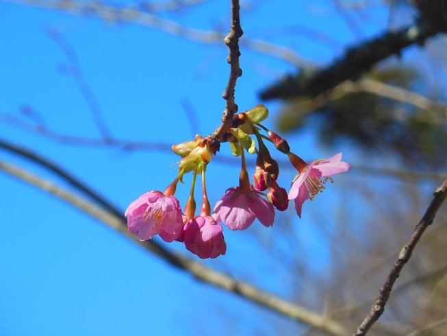 ♪河津桜～逗子