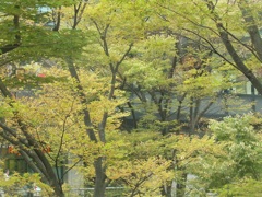 樹の装いは初秋・・西新宿