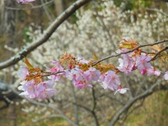 ♪共演～梅と桜