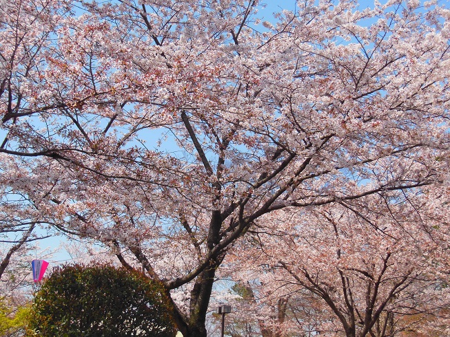 ♪満開～佐野城址公園