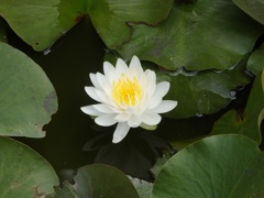 ♪水連～披露山庭園