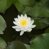 ♪水連～披露山庭園