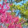 ♪松と梅　熱海