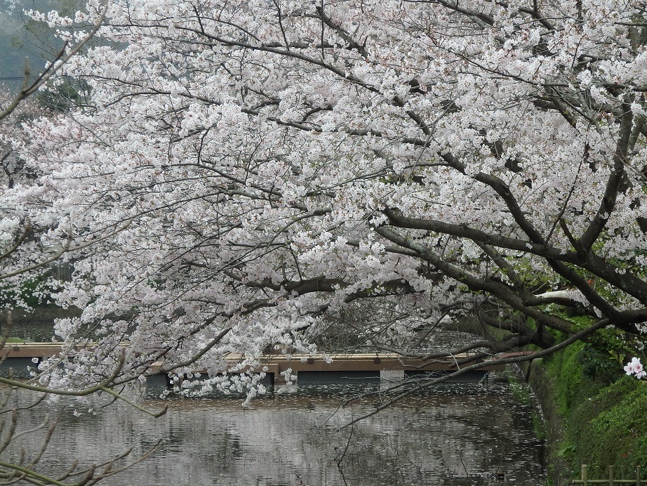 ♪鎌倉の桜～鶴岡八幡宮