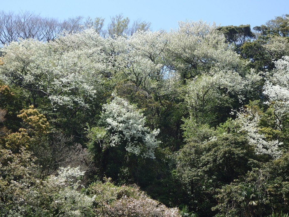 ♪山桜～逗子