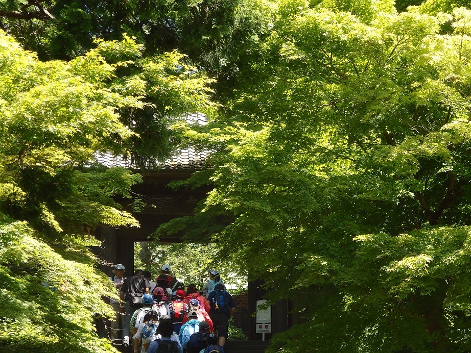 ♪新緑に埋もれる円覚寺