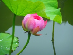 ♪光明寺の蓮