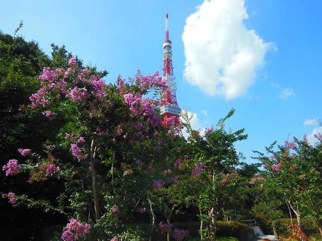 ♪百日紅とタワー～芝公園