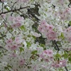 ♪2色咲いています～習志野市実籾