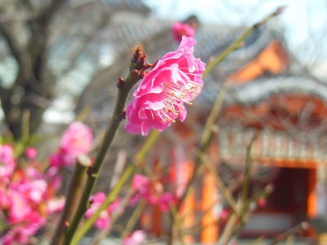 ♪紅梅～大光院（名古屋）