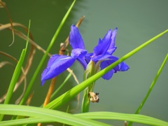 ♪狂い咲き？？？芝離宮