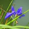 ♪狂い咲き？？？芝離宮