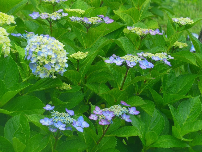 ♪西洋紫陽花と額紫陽花　清澄庭園♪