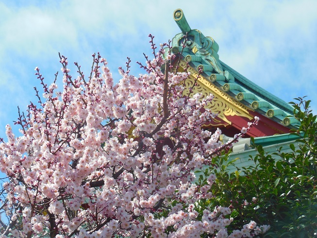 ♪梅～神田明神