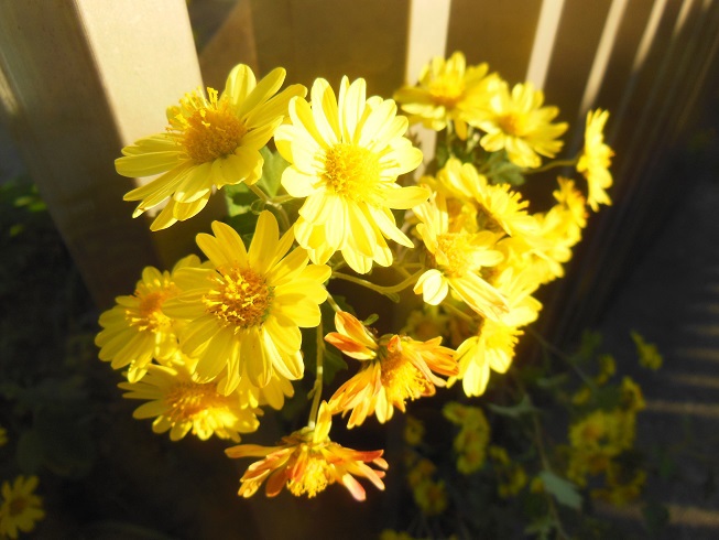 ♪庭の菊♪