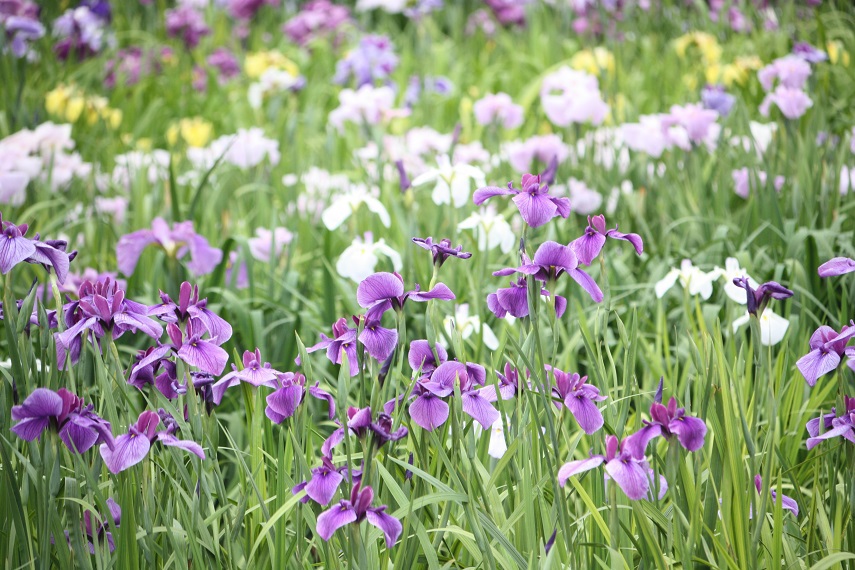 ★衣笠菖蒲園★