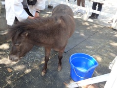 ♪神田明神の馬