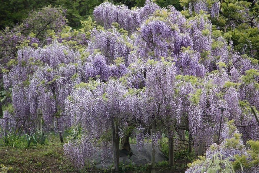 ♪衣笠菖蒲園～満開