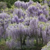 ♪衣笠菖蒲園～満開