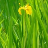 ♪黄菖蒲～ラフォーレ東京