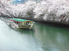 ♪大岡川♪