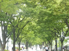 中之島の欅並木～大阪