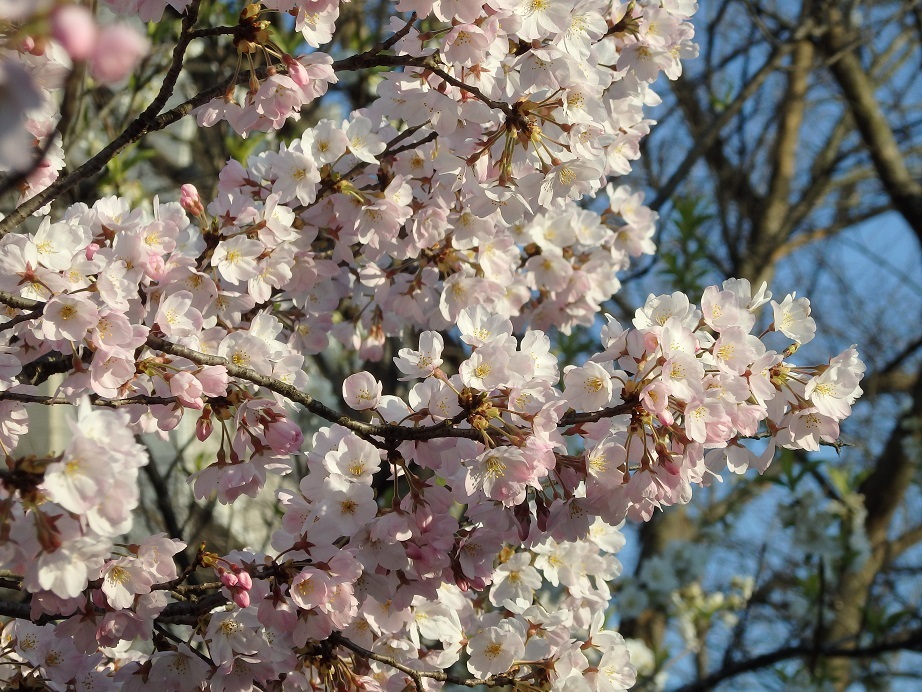 ♪満開の桜～武蔵小杉