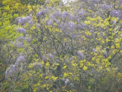 山の藤　北九州(黒崎)