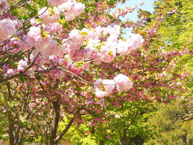 ♪八重桜　京都