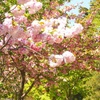 ♪八重桜　京都