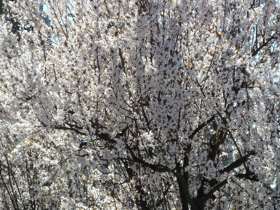 ♪小彼岸桜～大和市