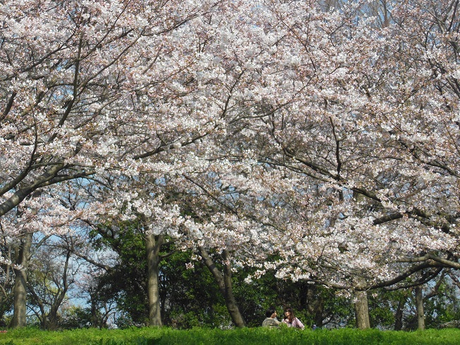 ♪お花見～黒崎城址
