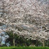 ♪お花見～黒崎城址