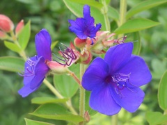 マンション花壇の涼しげなお花～