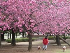 ♪岸根公園