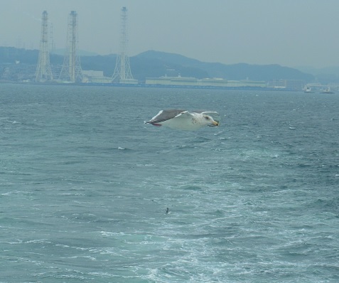 ♪カモメ～東京湾フェリー♪