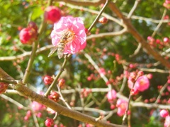 ♪梅に蜂～三鷹