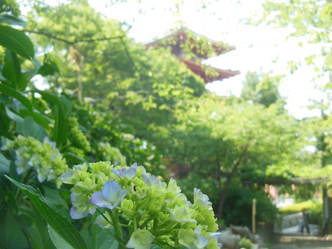 ♪高幡不動様♪