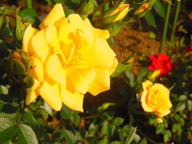 ♪黄色い薔薇