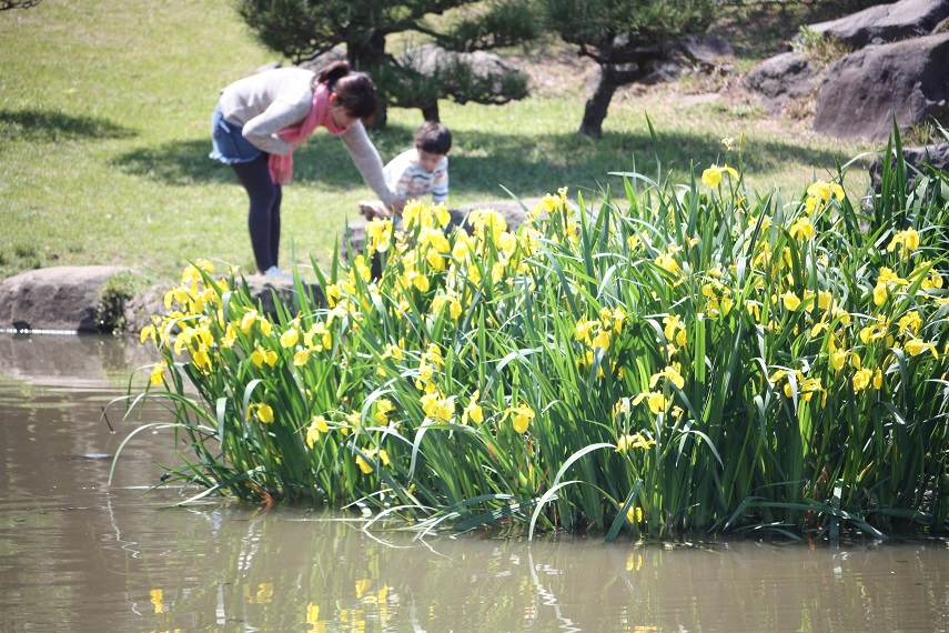 野生の菖蒲が満開♪　辻堂海浜公園